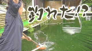 ついに釣れたか！？都内の高級住宅街にある釣り堀で釣りしたよ。