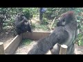 gorilla hooting gorilla voice is heard. silverback momotaro｜momotaro family