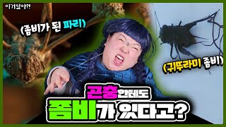 [이거알아?! 좀비] 생명체를 좀비로 만드는 곰팡이가 있다고?!🧟‍♀️🧟‍♂️ㅋㅋㅋㅋ (ft. 좀비파리, 좀비거미)