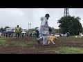 20171015 北海道犬協会 本部展 壮犬牡組