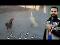 Subho time aseel murghy chor diye | Morning with aseel murg | aseel murgy | Ihsan Gujjar Vlogs