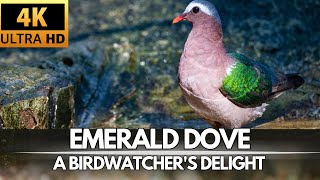 Jewel of the Forest Discovering the Emerald Dove   A Birdwatcher's Delight