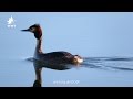 WWT Welney - Great Crested Grebe Dance Off