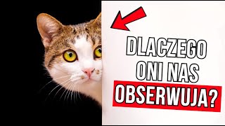 DLACZEGO TWÓJ KOT ciągle cię obserwuje i kontroluje?\