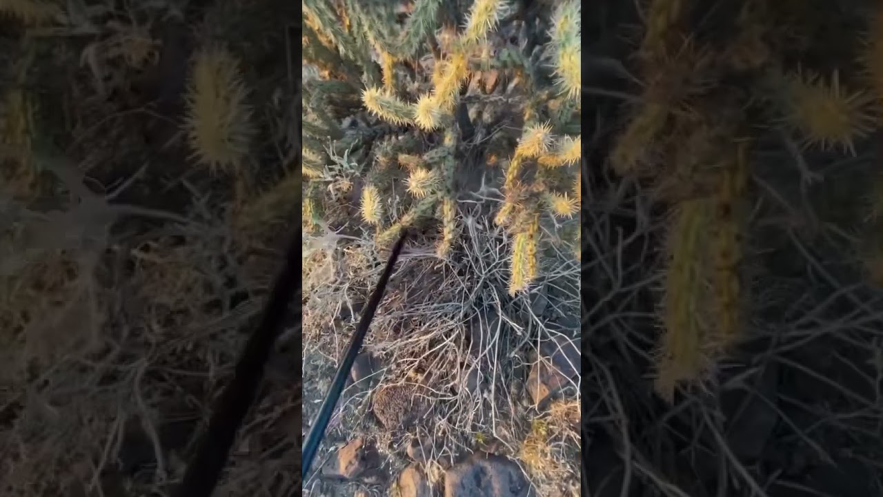 Jumping Cactus Gets Stuck In Leg Shorts Youtube