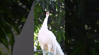 sounds difference of white peacock vs black shoulder peacock #peacocksound  #birds  #animalsounds