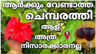 ഒരുപാട് ഗുണങ്ങൾ ഉള്ള ചെമ്പരത്തിയെ ഇനി കളയരുത് | Chembarathi benefits uses and tips | Prs kitchen tip