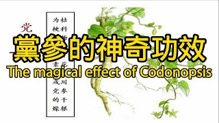 党参的功效与作用 The magical effect of Codonopsis