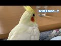 飼い主の水を勝手に飲むオカメインコのなずな