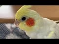 飼い主の水を勝手に飲むオカメインコのなずな