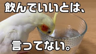 飼い主の水を勝手に飲むオカメインコのなずな