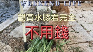 世外桃源大溪秘境 蘇家花園完全不用門票就可以看到水豚君 還有一堆可愛動物😍