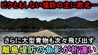 毎投釣れる根魚天国に歯が立たない堤防の主…大型青物も飛び出しまくるこの島の堤防はヤバい【2024五島遠征FINAL】