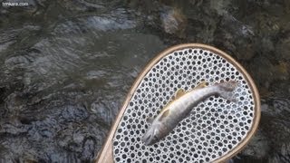 2012年05月07日「連休明けの釣り Fishing after the spring holidays.」tenkara.com