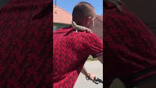 Bradata Agama u voznji biciklom - Bearded dragon ride bikes