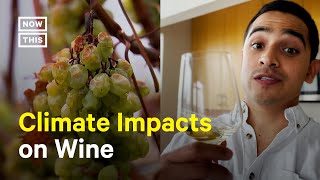 How the Climate Crisis Could Impact Wine Production #Shorts