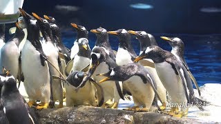 海響館 食いしん坊のジェンツーペンギンのお食事