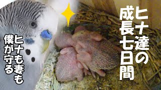 セキセイインコヒナの記録【孵化から現在7日目】