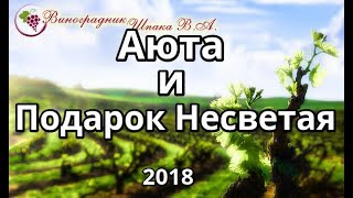 Аюта и Подарок Несветая урожая 2018 года