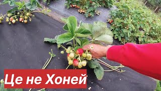 Сорту полуниці Хоней НЕ БУДЕ!/5 КУЩІВ на всю ГРЯДКУ