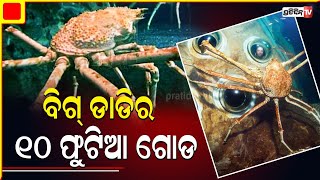 ବିପଜ୍ଜନକ କଙ୍କଡାର ଗୋଡ ଲମ୍ବ ୧୦ ଫୁଟ  I PratidinTv