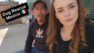 Our Life in Mexico - Vlogmas Day 11 /  Do We Have Room For This ( Dog Rescue )