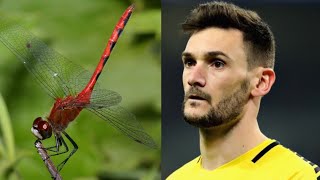 France Goalkeeper Hugo Lloris Attacked by Dragonfly