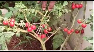 30-🍒 cherry tomato \u0026 normal tomato మా మిద్దె తోటలో #organicalfarming #terracegarden.