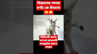 বিড়ালের গলায় ঘণ্টা কে বাঁধলো 😜😜#বিড়াল #বিড়ালের_ভিডিও #বিড়ালের#catfunny #catshorts #bd_blog #cat