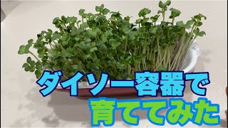 ダイソー容器でカイワレ大根を育ててみたら、こうなりました