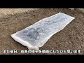 【100均大根種まき】と【100均白菜間引き】作業　radish sowing and chinese cabbage cultivation