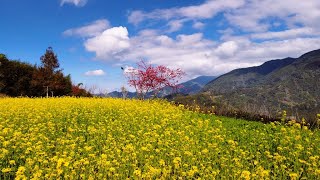 泰安戀櫻花🌸 空拍4K