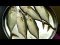 bangda fish how to identify fresh fish indian mackerel fresh vs stale fish ताज़ा मछली कैसे पेहचाने