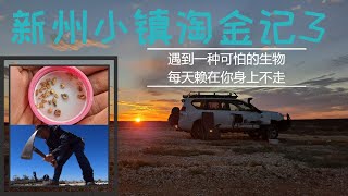 【荒野淘金】小伙开车去澳洲无人区找金子，找到了一个曾经遍地是黄金的地方，没想到金矿区的周围遍地都是它。记录我在Tibooburra淘金的日子(3)