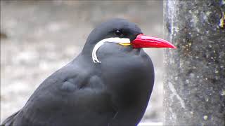 不思議な飾り羽　Inca tern