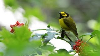 Hooded Warbler Portrait