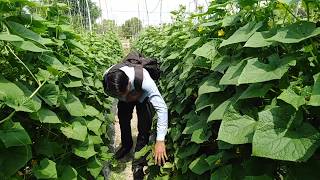 How to Prunning Cucumber leaf /កាត់ស្លឹកត្រសក់