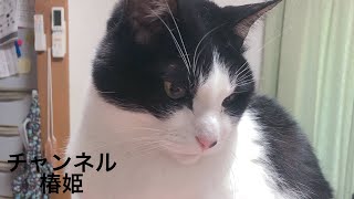 今日の桜と寒いのは嫌なハチワレ猫の棗が最後にドッキリ[black and white cat][하찌와레 고양이][黑白猫]