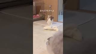 おかわりが欲しい猫【スコティッシュフォールド】【ホーランドロップ】