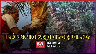 হঠাৎ কেন যশোরে খেজুর গাছ বাড়ানো হচ্ছে | Bangla Affairs Informative | Jashore Date Juice |Shamim Reza