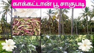 தென்னை இடைவெளியில் காக்கட்டான் பூ சாகுபடி | Intercrops in Coconut Farm