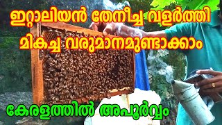 ഇറ്റാലിയൻ തേനീച്ച വളർത്തലിലൂടെ വൻ ലാഭമുണ്ടാക്കാം Italian bee farming Malayalam Iതേനീച്ച വളര്‍ത്തല്‍