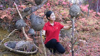 Ella Harvesting Ant Eggs and processed into food Go to the market to sell