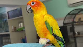 Julie eating bread 🍞 | Sun conure eating bread 🍞