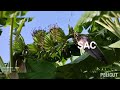 Banana cultivation with SAKTHI AGRI CLINIC products