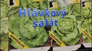 Hlávkový salát ,výsev