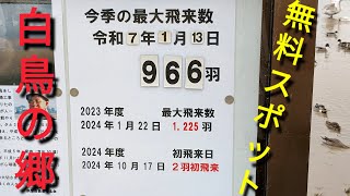 約1000羽の白鳥が集まる人気スポット🌷✨千葉県印西市🍀本埜白鳥の郷🌷