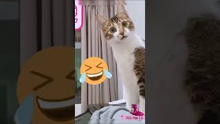 Funny Cat Videos 🐈 and Cute Dog 🐕 Clips #Shorts