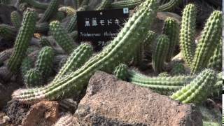 黒鳳モドキ　シャボテン温室　南アメリカ館　伊豆シャボテン動物公園に行って来ました～！　2017年3月19日　00375