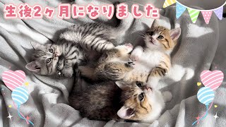 三姉妹子猫が生まれて2ヶ月経ちました♪